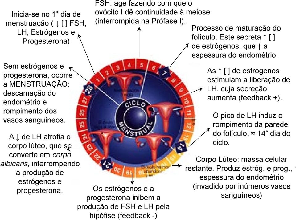 A de LH atrofia o corpo lúteo, que se converte em corpo albicans, interrompendo a produção de estrógenos e progesterona.