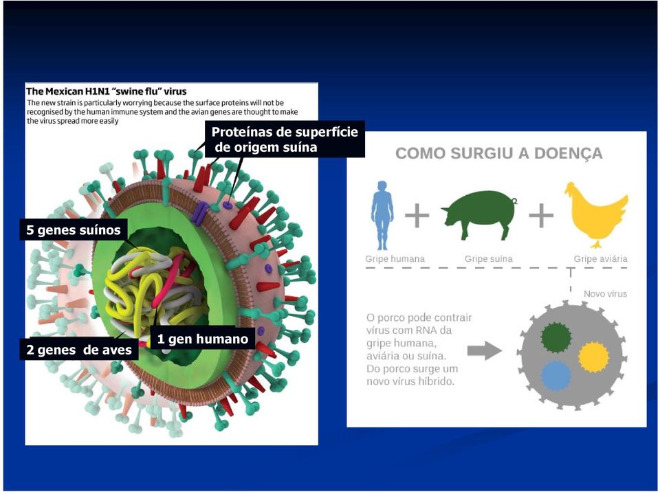 suína 5 genes suínos