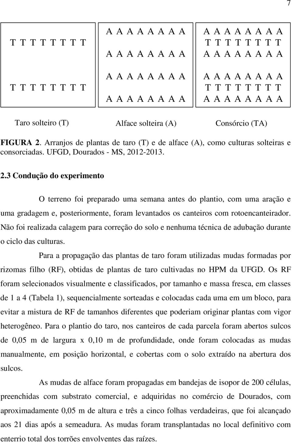 Arranjos de plantas de taro (T) e de alface (A), como culturas solteiras e consorciadas. UFGD, Dourados - MS, 20