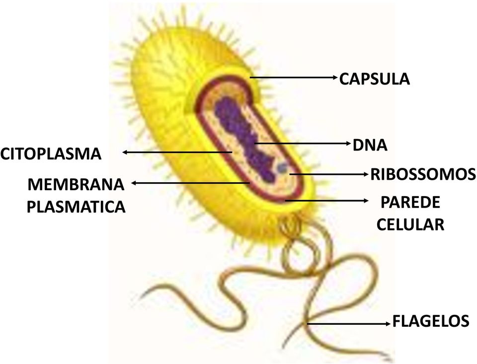 DNA RIBOSSOMOS