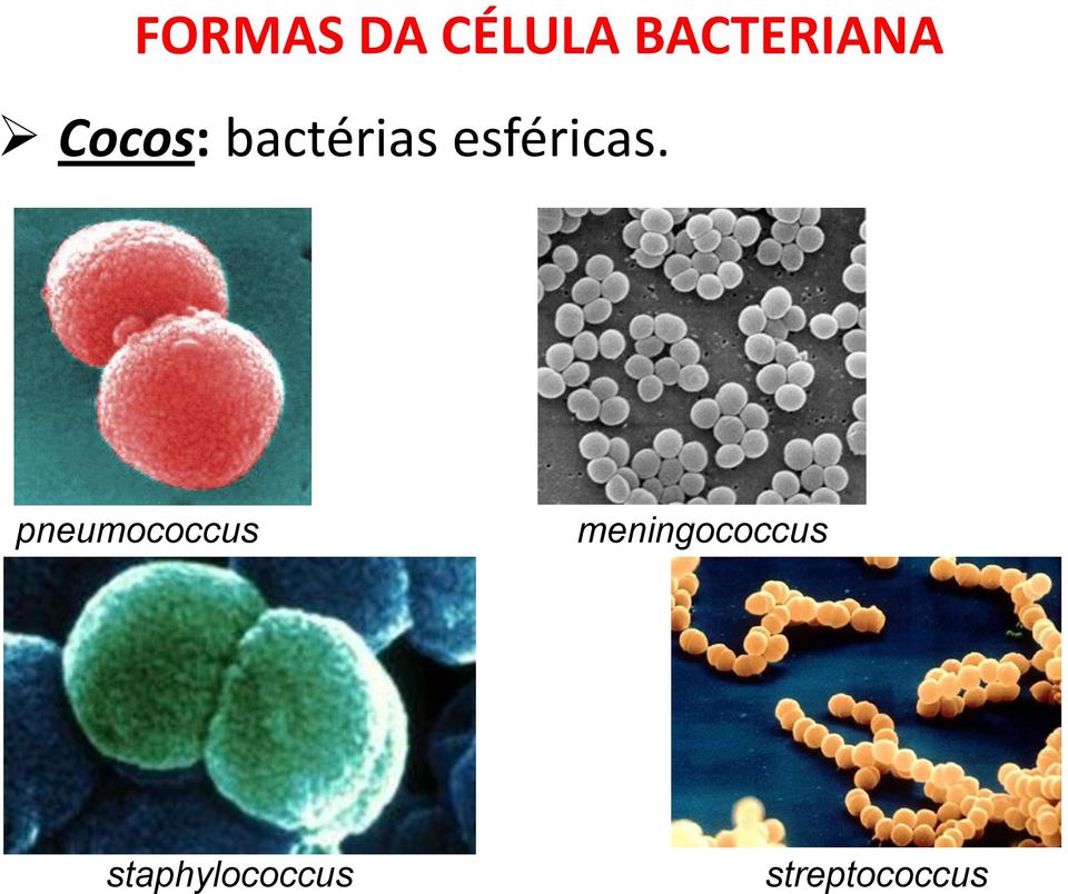 pneumococcus meningococcus