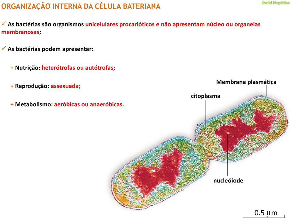 apresentar: + Nutrição: heterótrofas ou autótrofas; + Reprodução: assexuada; +