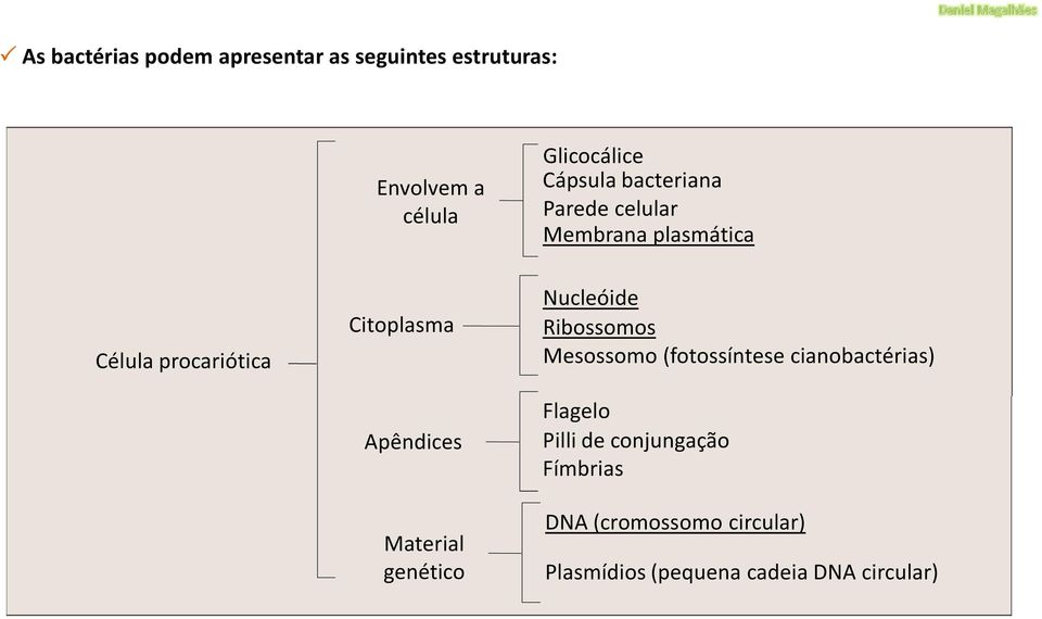 Apêndices Material genético Nucleóide Ribossomos Mesossomo (fotossíntese cianobactérias)