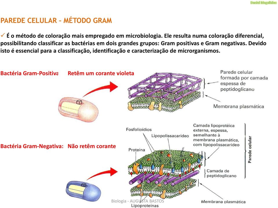 positivas e Gram negativas.