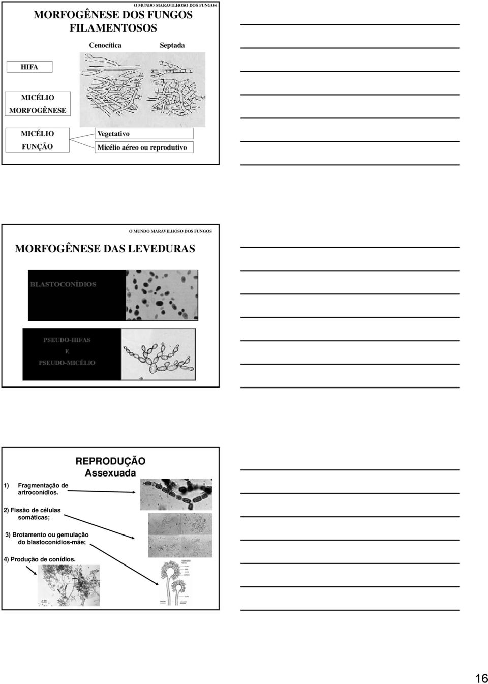 DOS FUNGOS MORFOGÊNESE DAS LEVEDURAS 1) Fragmentação de artroconídios.