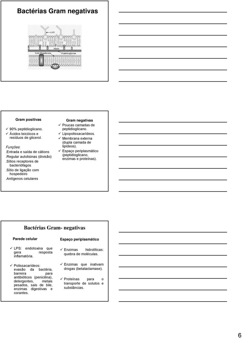 Membrana externa (dupla camada de lipídeos). Espaço periplasmático (peptidioglicano, enzimas e proteínas). Bactérias Gram- negativas Parede celular LPS: endotoxina que gera resposta inflamatória.