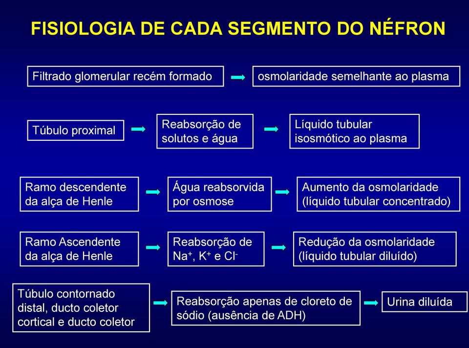 (líquido tubular concentrado) Ramo Ascendente da alça de Henle Reabsorção de Na +, K + e Cl - Redução da osmolaridade (líquido tubular