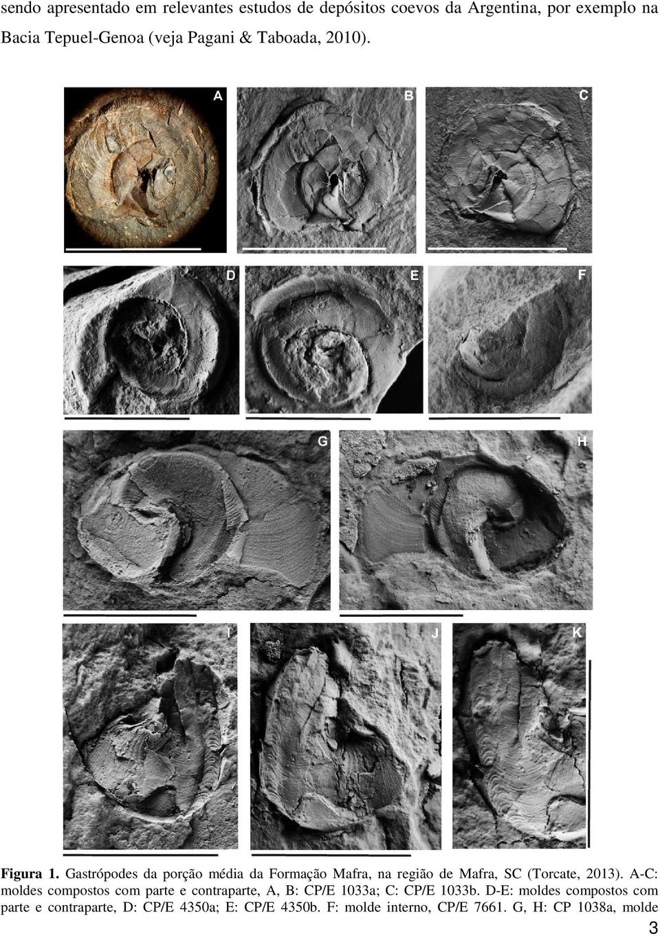 Gastrópodes da porção média da Formação Mafra, na região de Mafra, SC (Torcate, 2013).