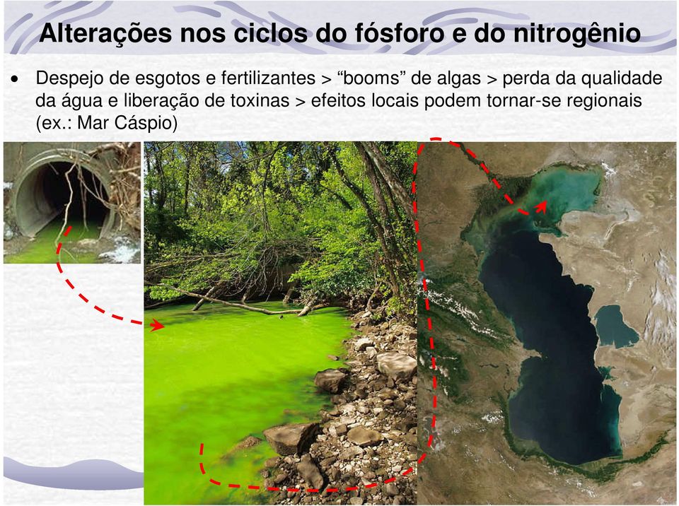 perda da qualidade da água e liberação de toxinas >