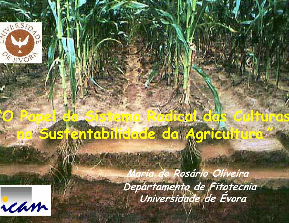 Agricultura Maria do Rosário Oliveira