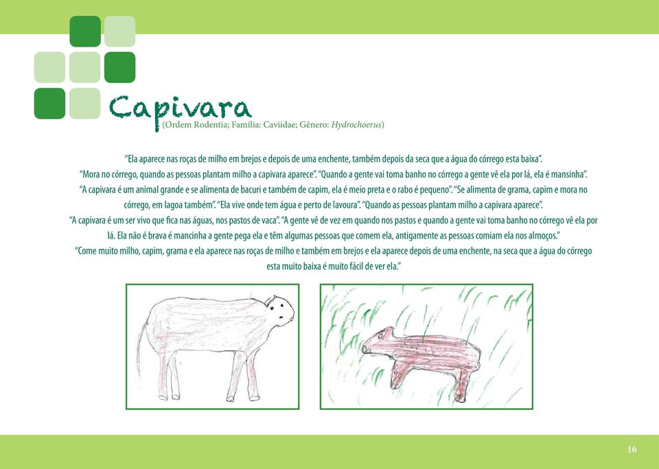 A capivara é um animal grande e se alimenta de bacuri e também de capim, ela é meio preta e o rabo é pequeno. Se alimenta de grama, capim e mora no córrego, em lagoa também.