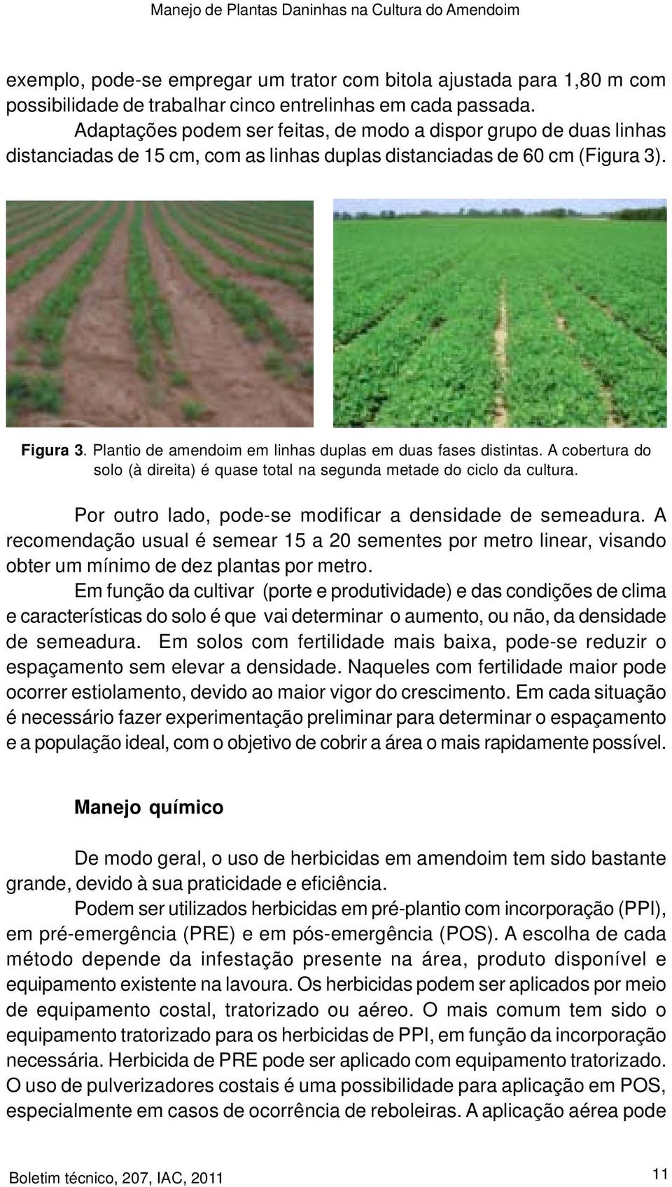 Plantio de amendoim em linhas duplas em duas fases distintas. A cobertura do solo (à direita) é quase total na segunda metade do ciclo da cultura.