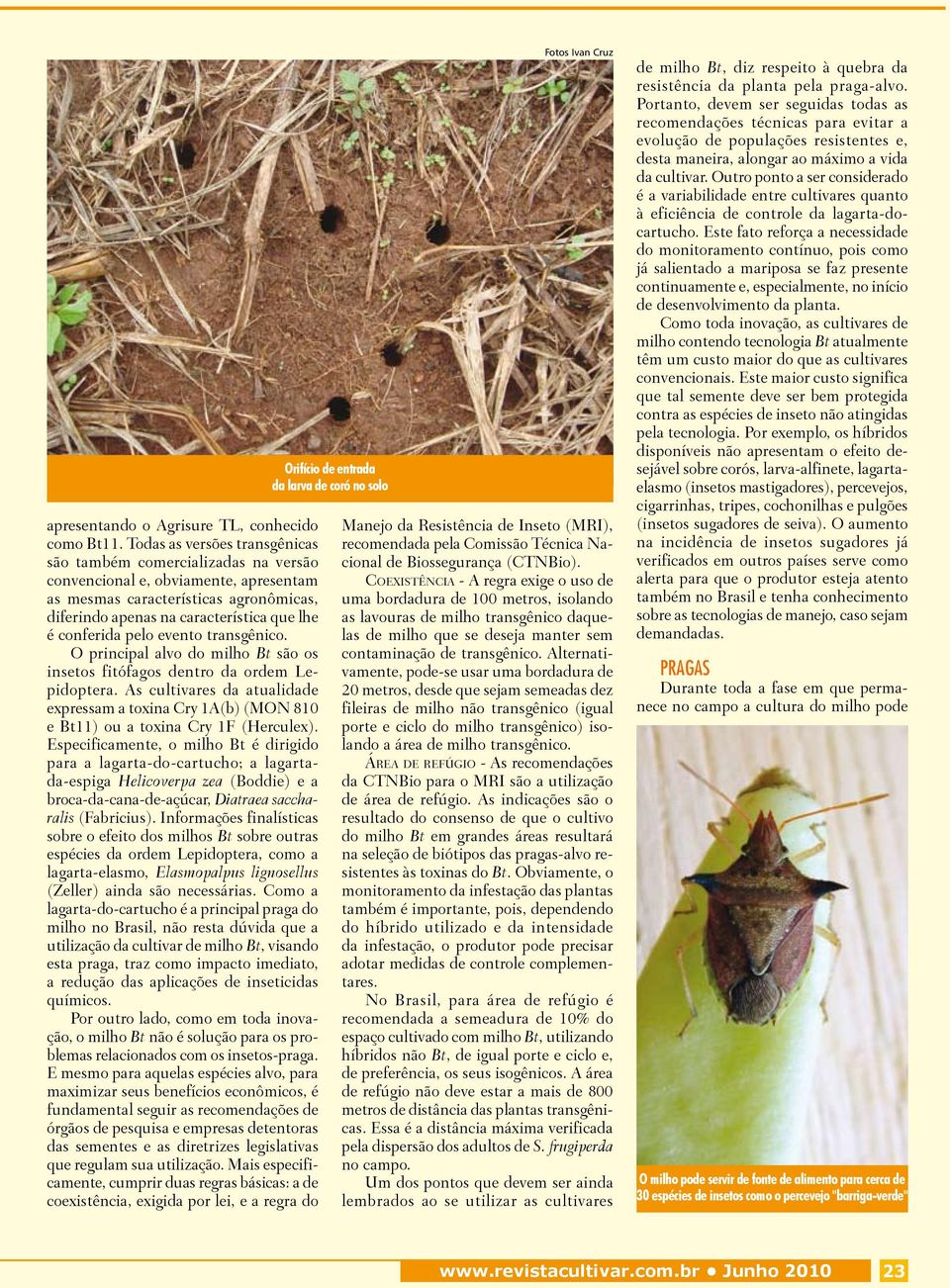 pelo evento transgênico. O principal alvo do milho Bt são os insetos fitófagos dentro da ordem Lepidoptera.