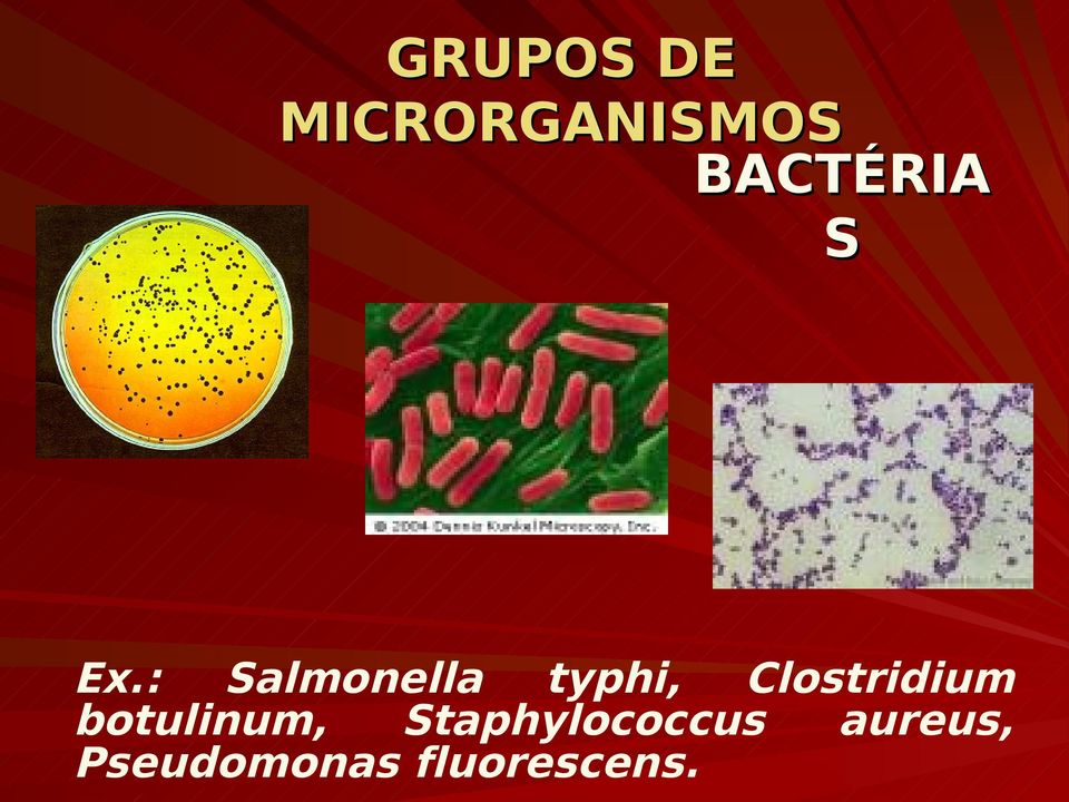 : Salmonella typhi, Clostridium