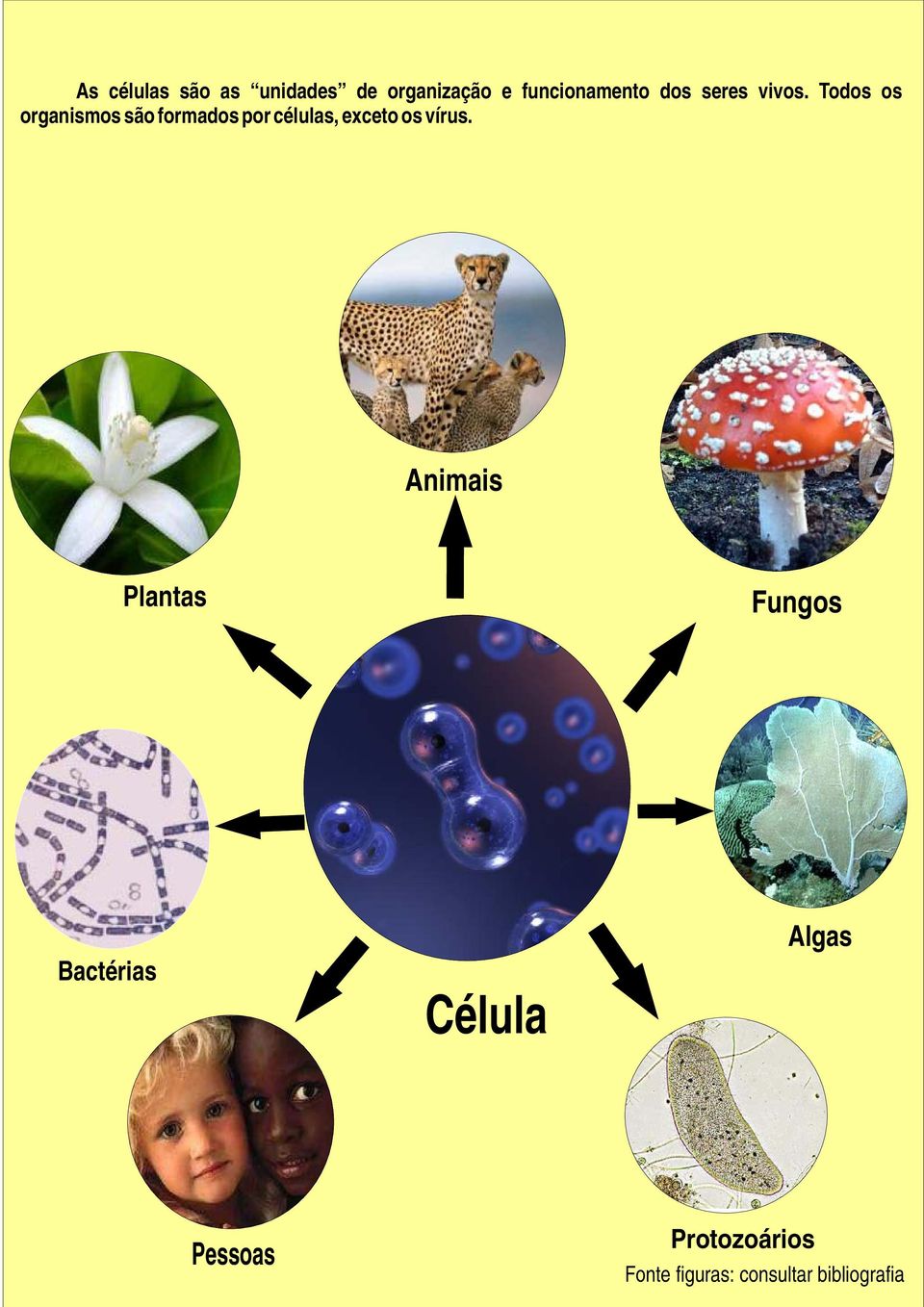 Todos os organismos são formados por células, exceto os