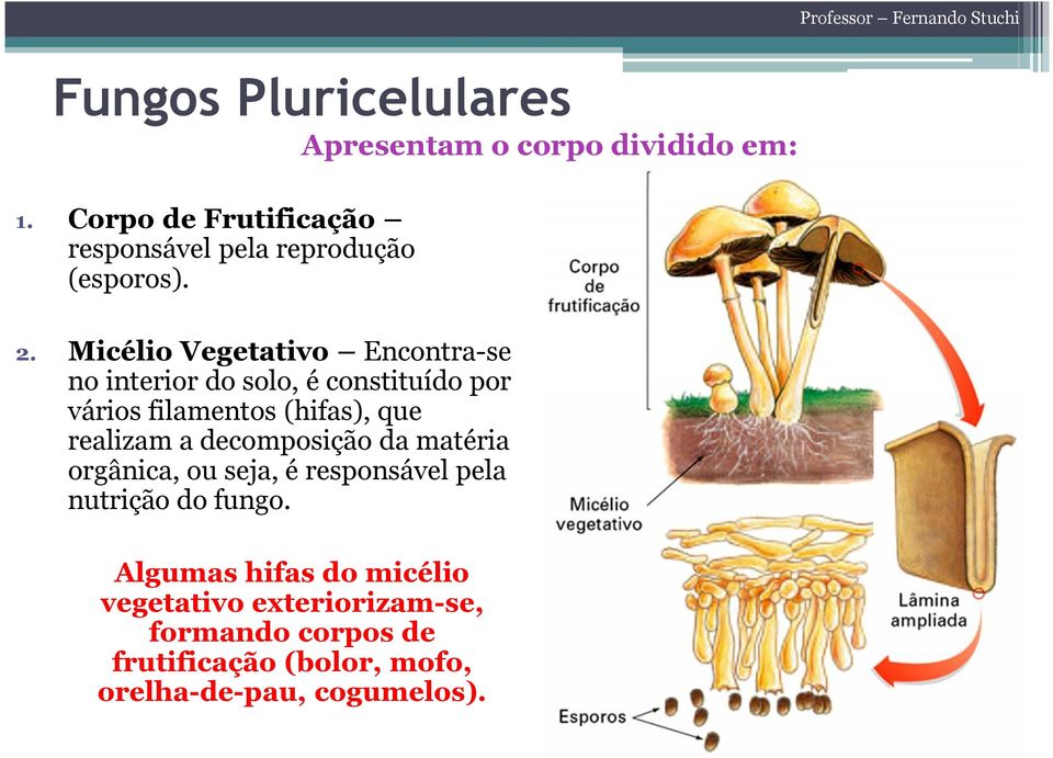 Micélio Vegetativo Encontra-se no interior do solo, é constituído por vários filamentos (hifas), que realizam
