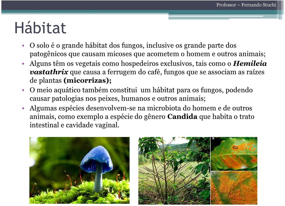 plantas (micorrizas); O meio aquático também constitui um hábitat para os fungos, podendo causar patologias nos peixes, humanos e outros animais;