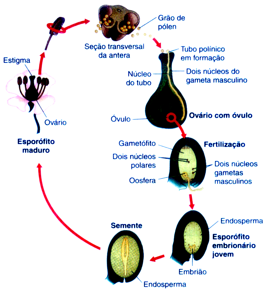 d) os nomes das classes que divergiram evolutivamente do ramo indicado pelo número IV.