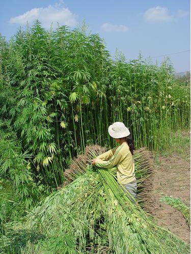 Planta herbácea, anual, dioica Familia cannabaceae, gênero (Cannabis) Ainda é controverso se o genero é monotípico (uma