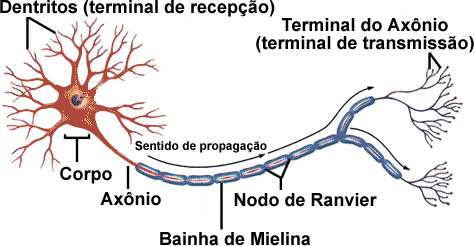 ESTRUTURA DO NEURÔNIO Dendritos Corpo celular recebem informações.