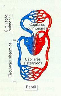 Sistema Circulatório: Dois átrios e um ventrículo (parcialmente dividido); Crocodilos e jacarés, possuem dois átrios e dois