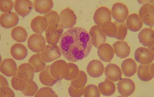 Núcleos trilobados NEUTRÓFILOS Representam 60% a 70% dos leucócitos Fagocitam