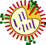 J, 2015) A influenza de 1918 causou de 20 40 milhões de mortes Rejane Schaefer O que vamos compartilhar Vírus da influenza e a doença Patogenia natural e experimental Diagnóstico Vacinação e