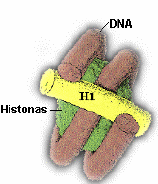 Composição química dos Cromossomas Eucariótos Cromatina
