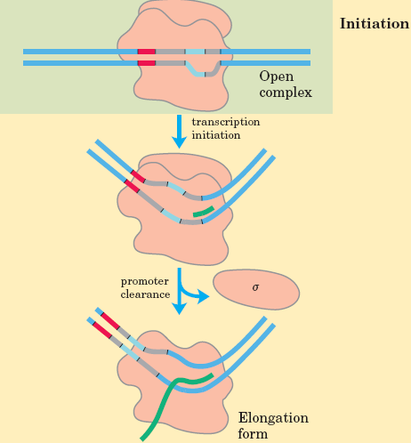 O início da transcrição em genes que utilizam RNAP II é complexo e envolve uma cascata na qual vários fatores de transcrição vão se ligando ao DNA. Inicialmente há ligação de um fator ao TATA Box.
