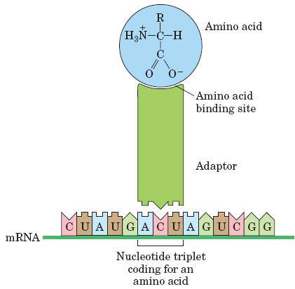 CÓDIGO GENÉTICO Um codão é um tripleto de nucleótidos ou sequência de três bases que estão codificados para um aminoácido específico. Codão sequência no mrna. Anticodão sequência no trna.