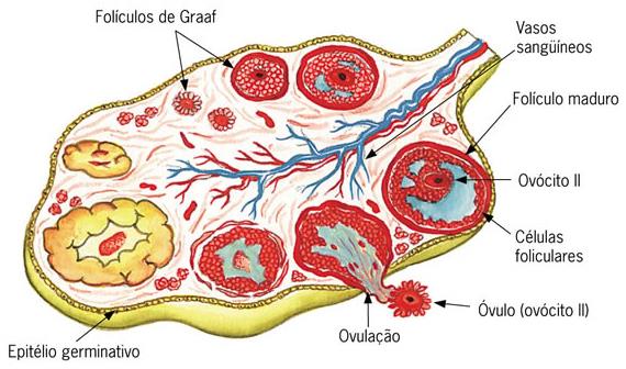 Sistema Endócrino 2) Principais glândulas endócrinas humanas VII) Gônadas (Testículos e Ovários) b) Ovários (mulher) localizados no interior da cavidade pélvica.