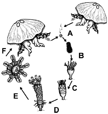 externa e desenvolvimento indireto, com um ou mais tipos de larvas. d) (1) Assexuada, por brotamento e fragmentos, e sexuada com desenvolvimento indireto (larva anfiblástica).