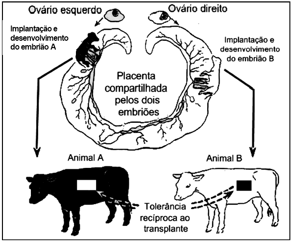 dos efeitos depende do estágio da espermatogênese afetado pela radiação, podendo haver menor ou maior chance de a mutação causar efeitos transgeracionais (aparecer nas gerações futuras).