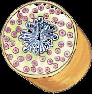 Gametogênese (espermatogênese) Células germinativas (2n) Epidídimo (armazena espermatozóides) Período germinativo