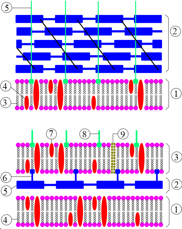 DEFINIÇÃO DE BACTÉRIA PROCARIONTES Gram Positiva Gram Negativa 1- Membrana citoplasmática 2- Peptídeoglicano 3- Fosfolipídeo 4- Proteínas 5- Ácido lipoteicoico 1- Membrana