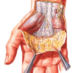 mínimo proximal do dedo Flexor curto do Flexiona o dedo mínimo dedo mínimo Retináculo dos flexores mínimo e