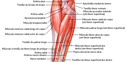 Pronador MÚSCULOS QUE ATUAM NAS MÃOS E DEDOS GRUPO SUPERFICIAL ANTERIOR (LATERAL PARA MEDIAL) Epicôndilo medial do Face lateral da, proc.