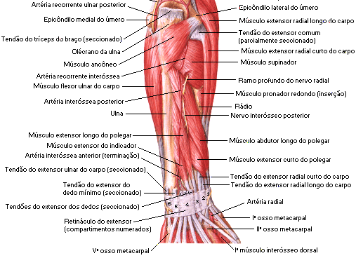 MÚSCULOS QUE ATUAM NAS MÃOS E DEDOS GRUPO PROFUNDO POSTERIOR (LATERAL PARA MEDIAL) Epicôndilo lateral do Face lateral da diáfise Supinador Supina o antebraço do rádio (proximal) Face posterior do