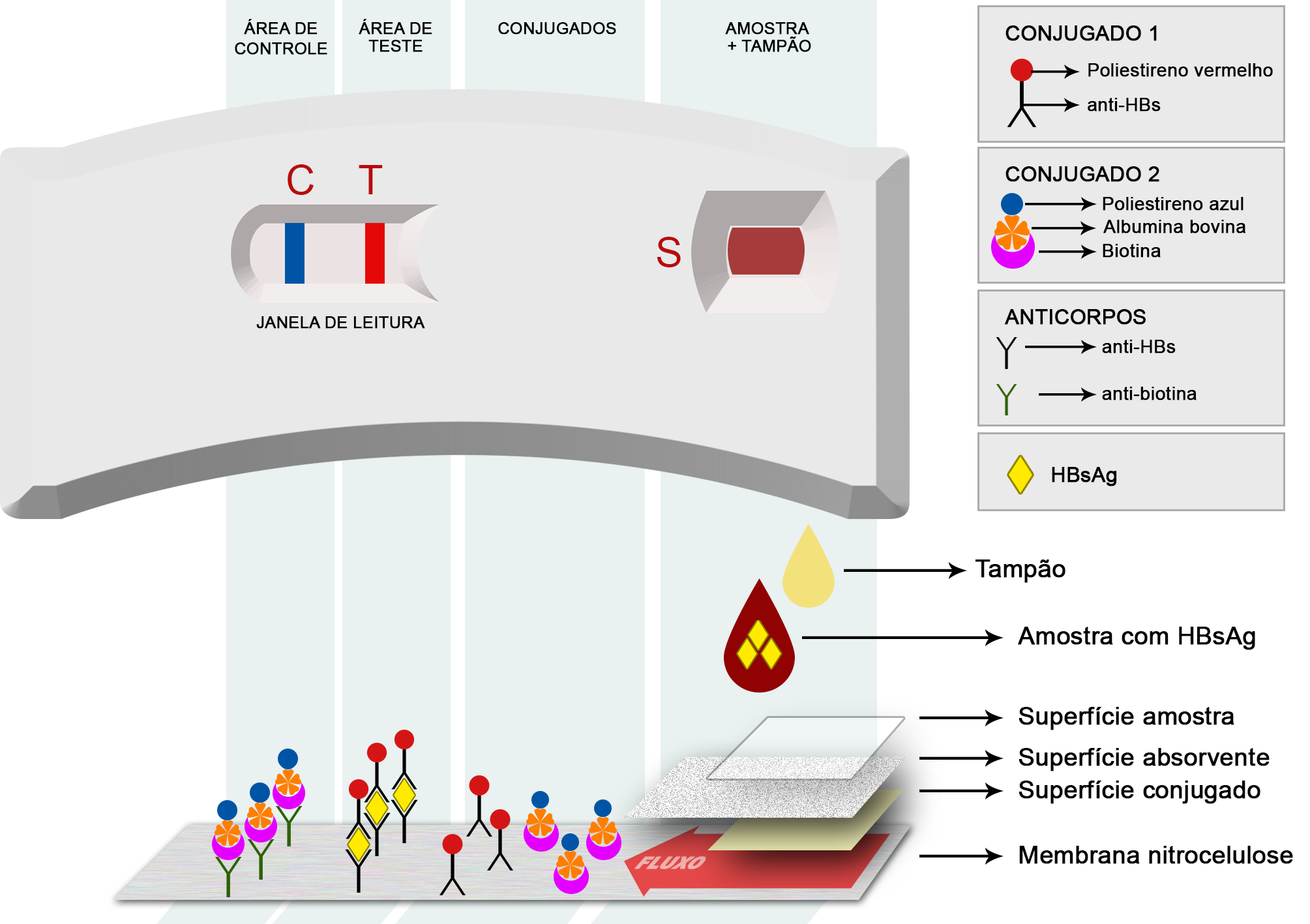 O teste é composto por um suporte que contém uma membrana de nitrocelulose, uma área (S) para colocação da amostra e tampão e outra (janela de leitura) para leitura do resultado.