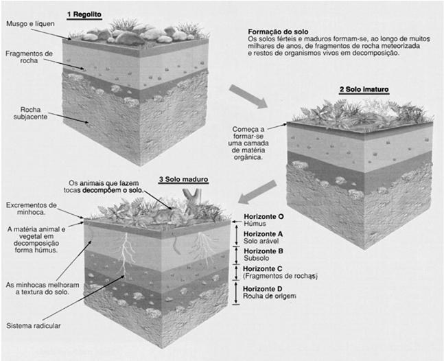 FORMAÇÃO DE ROCHAS PEDOLOGIA (EDAFOLOGIA EDAFOLOGIA) ORIGEM ROCHOSA E ORGÂNICA DOS SOLOS Os solos podem ser: