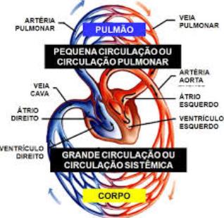 Pequena circulação- Também chamada circulação pulmonar, compreende o trajeto do sangue desde o ventrículo direito até o átrio esquerdo.