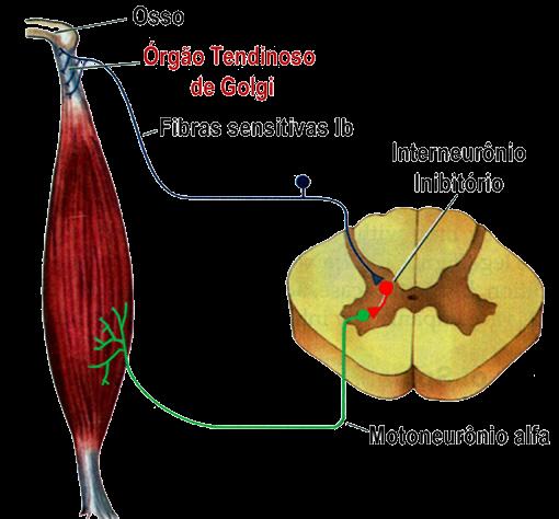 Quais são as funções dos Órgãos Tendinosos de Golgi? Durante a contração muscular além da co-ativaçâo gama nos fusos musculares, os órgãos tendinosos de Golgi também são estimulados.