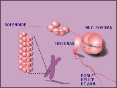 Na divisão celular, a cromatina