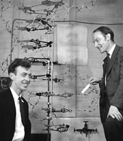 1953 JAMES WATSON e FRANCIS CRICK Descrição da estrutura física do DNA baseando-se nos estudos de difração de raio X de Rosalind Franklin e Maurice Wilkins e