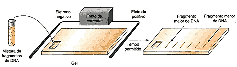 Eletroforese em Gel Eletroforese ocorre dentro de uma matriz ou gel.