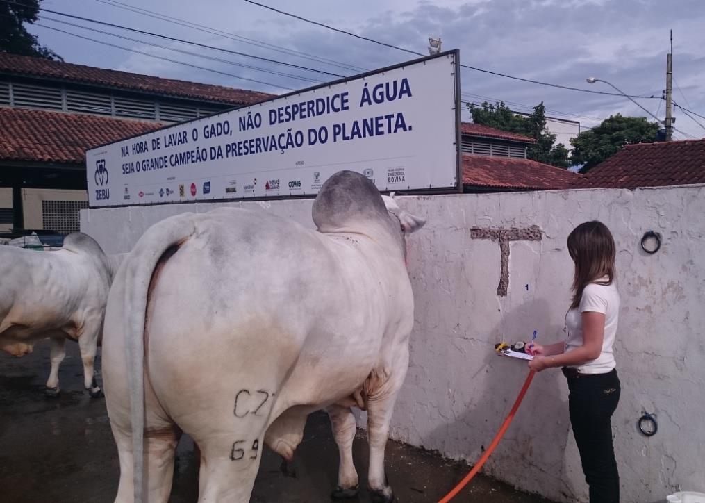 Economia de Água - Lavadores O banho do gado é algo indispensável para o julgamento. Porém existe uma grande preocupação com o gasto de água e sua economia.