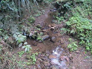 Nesse ambiente pode ocorre Aplastodiscus perviridis; Foto IV.17 - Detalhe do Ambiente Córrego em Áreas com Cobertura Florestal (CF) (Fonte: M.