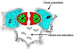 Tipos de Estômatos; Água e Oxigênio Em Halteres Anisocítico Anomocítico Diacítico Dióxido de Carbono Paracítico Tetracítico Abertura dos estômatos.