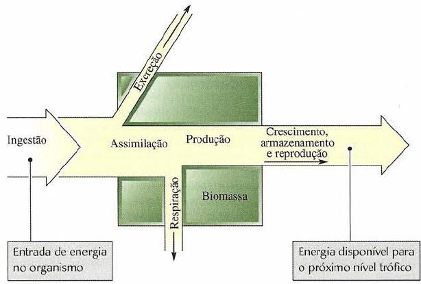 Princípio Geral da Ecologia Sistemas ecológicos funcionam de acordo com as Leis da Termodinâmica!