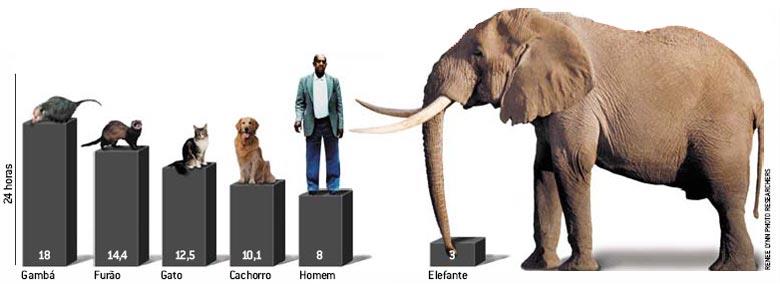 CONTABILIZANDO O SONO O tamanho do corpo parece determinar a quantidade de sono de